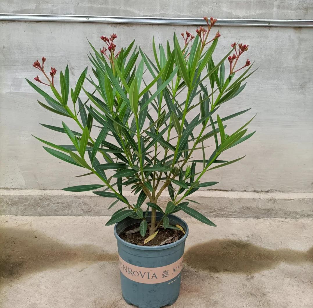 May mắn lắm tôi mới biết để bỏ 5 loại hoa này trong nhà: “Hoa thì tươi, còn người thì không” - nếu nhà bạn có, nên chuyển chúng ra ngoài ngay- Ảnh 2. May mắn lắm tôi mới biết để bỏ 5 loại hoa này trong nhà: “Hoa thì tươi, còn người thì không” - nếu nhà bạn có, nên chuyển chúng ra ngoài ngay- Ảnh 2.