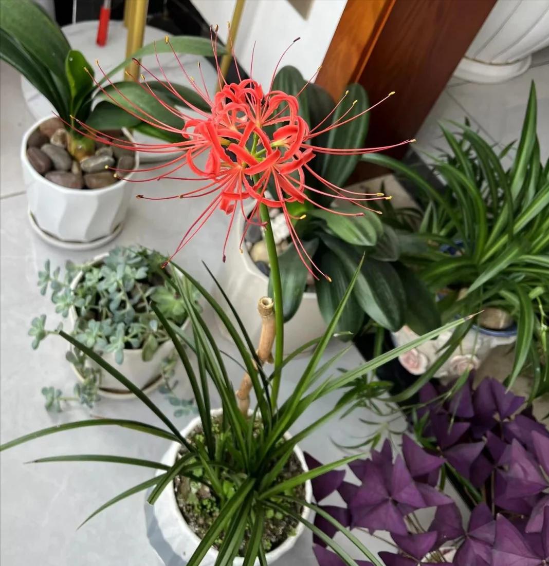 May mắn lắm tôi mới biết để bỏ 5 loại hoa này trong nhà: “Hoa thì tươi, còn người thì không” - nếu nhà bạn có, nên chuyển chúng ra ngoài ngay- Ảnh 3. May mắn lắm tôi mới biết để bỏ 5 loại hoa này trong nhà: “Hoa thì tươi, còn người thì không” - nếu nhà bạn có, nên chuyển chúng ra ngoài ngay- Ảnh 3.