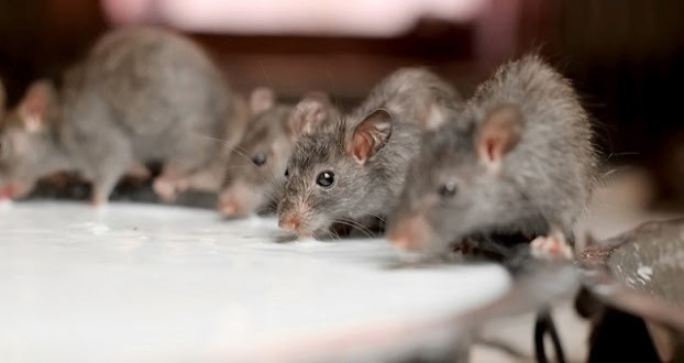 Chuột lẻn vào nhà, điềm báo bạn không ngờ tới