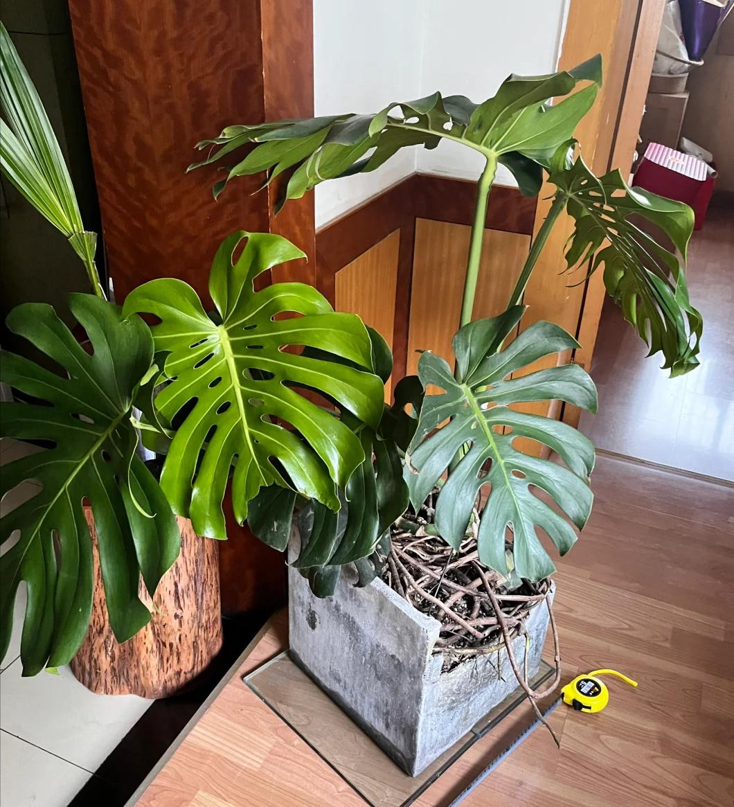 May mắn lắm tôi mới biết để bỏ 5 loại hoa này trong nhà: “Hoa thì tươi, còn người thì không” - nếu nhà bạn có, nên chuyển chúng ra ngoài ngay- Ảnh 5. May mắn lắm tôi mới biết để bỏ 5 loại hoa này trong nhà: “Hoa thì tươi, còn người thì không” - nếu nhà bạn có, nên chuyển chúng ra ngoài ngay- Ảnh 5.