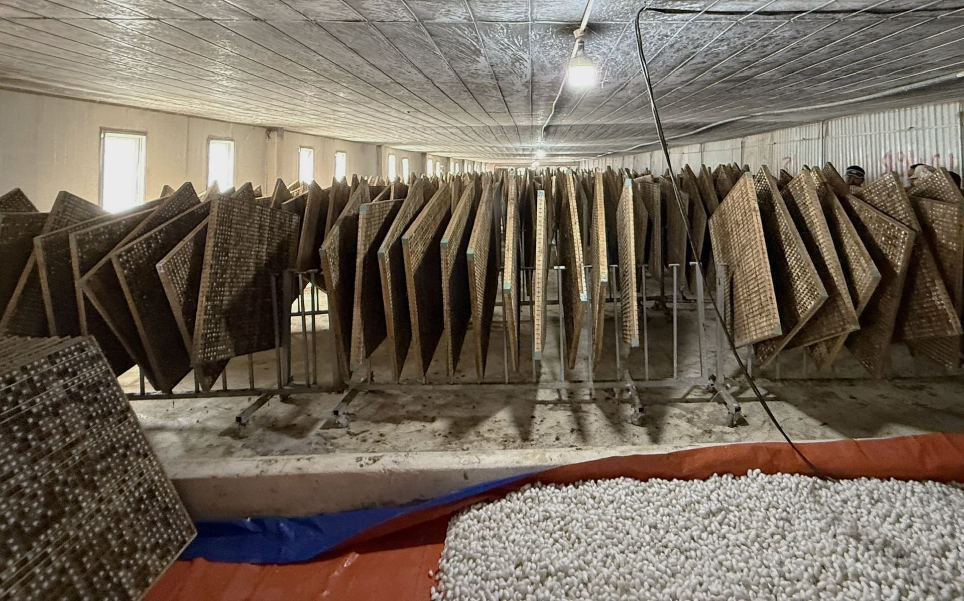 Cận cảnh bầu Đức nuôi tằm ươm tơ: Nương dâu 2.000 ha trên cao nguyên Bolaven và công thức 70 USD ‘ngon hơn tất cả các loại cây’- Ảnh 5.