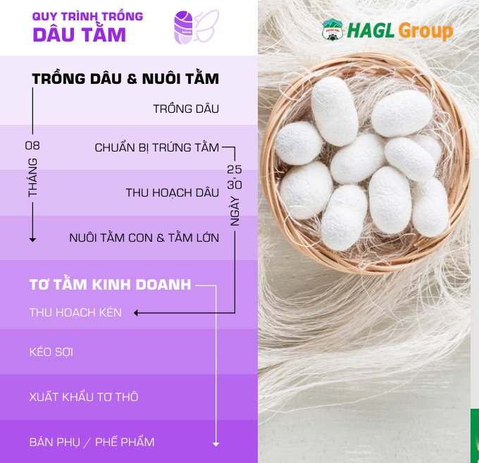 Cận cảnh bầu Đức nuôi tằm ươm tơ: Nương dâu 2.000 ha trên cao nguyên Bolaven và công thức 70 USD ‘ngon hơn tất cả các loại cây’- Ảnh 6.