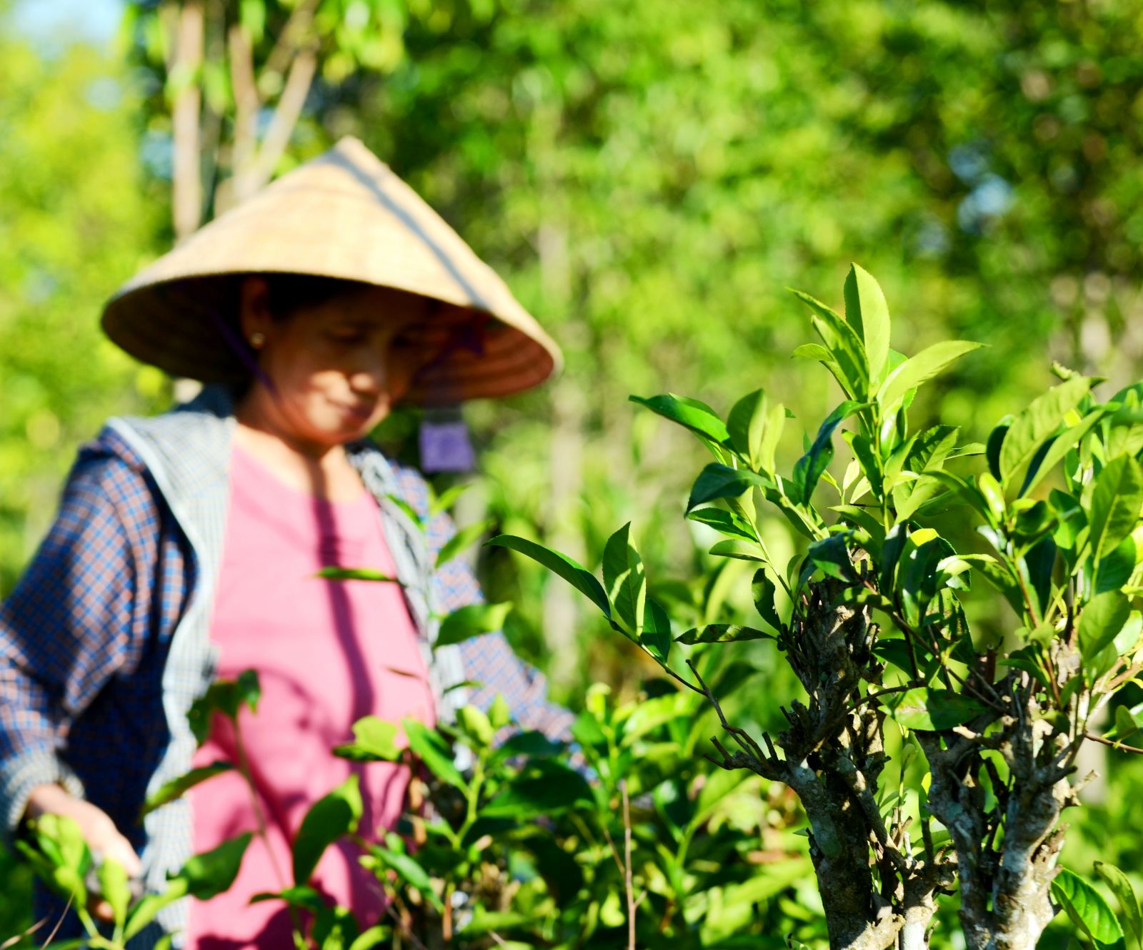 Loại lá dân dã người Việt dùng hàng ngày, từng ví như "vàng xanh" được Trung Quốc thu mua hàng nghìn tấn - Ảnh 1. Loại lá dân dã người Việt dùng hàng ngày, từng ví như "vàng xanh" được Trung Quốc thu mua hàng nghìn tấn - Ảnh 1.