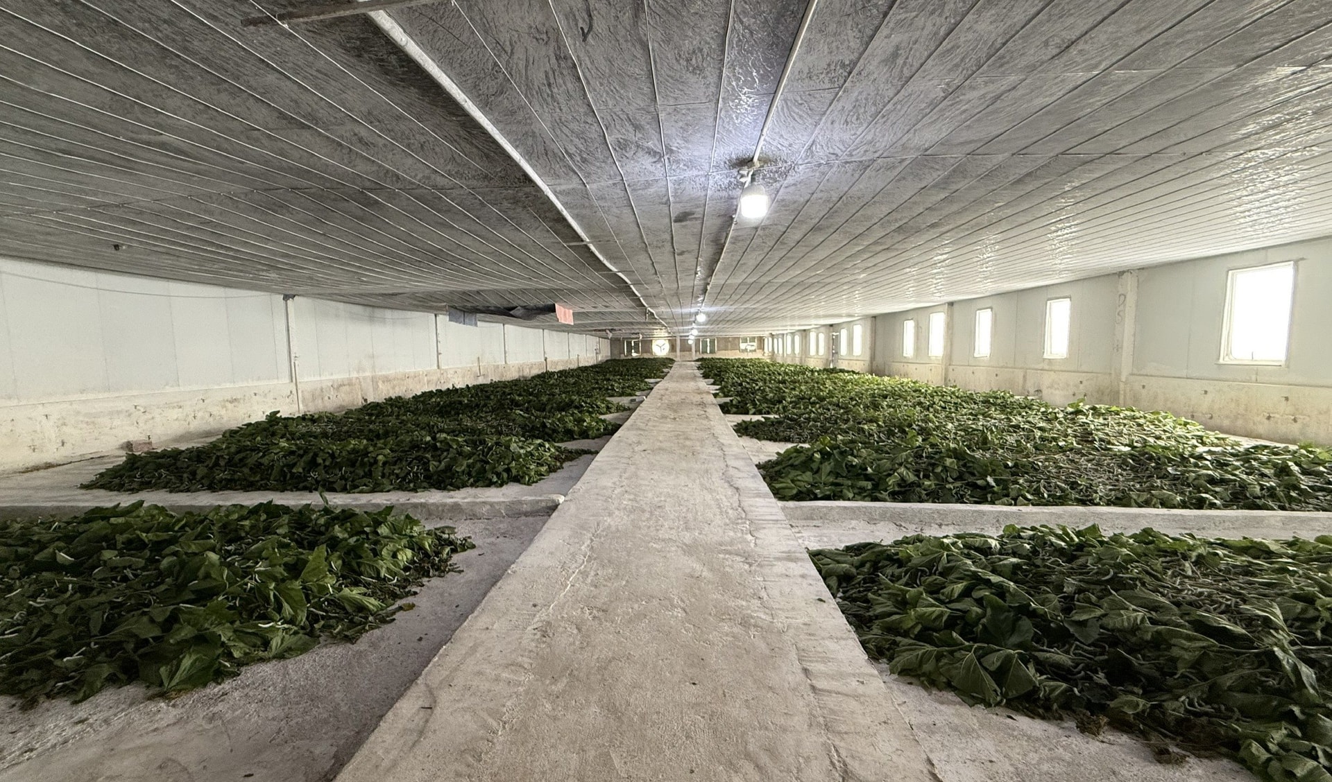 Cận cảnh bầu Đức nuôi tằm ươm tơ: Nương dâu 2.000 ha trên cao nguyên Bolaven và công thức 70 USD ‘ngon hơn tất cả các loại cây’- Ảnh 3.