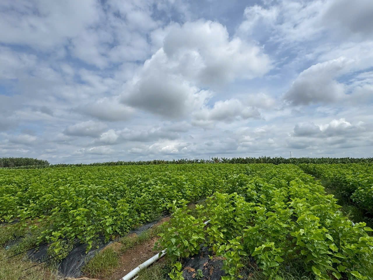 Cận cảnh bầu Đức nuôi tằm ươm tơ: Nương dâu 2.000 ha trên cao nguyên Bolaven và công thức 70 USD ‘ngon hơn tất cả các loại cây’- Ảnh 2.