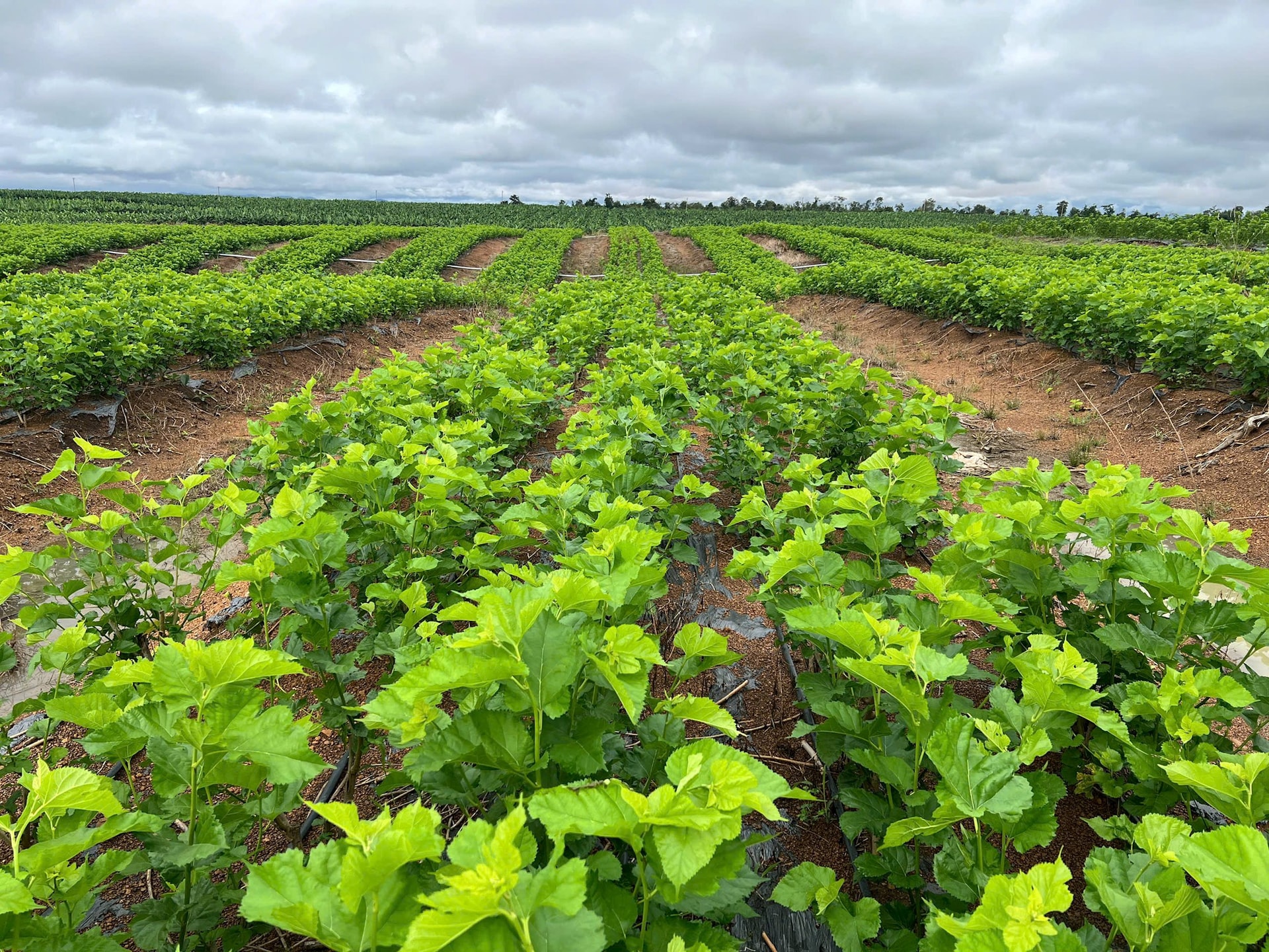 Cận cảnh bầu Đức nuôi tằm ươm tơ: Nương dâu 2.000 ha trên cao nguyên Bolaven và công thức 70 USD ‘ngon hơn tất cả các loại cây’- Ảnh 1.