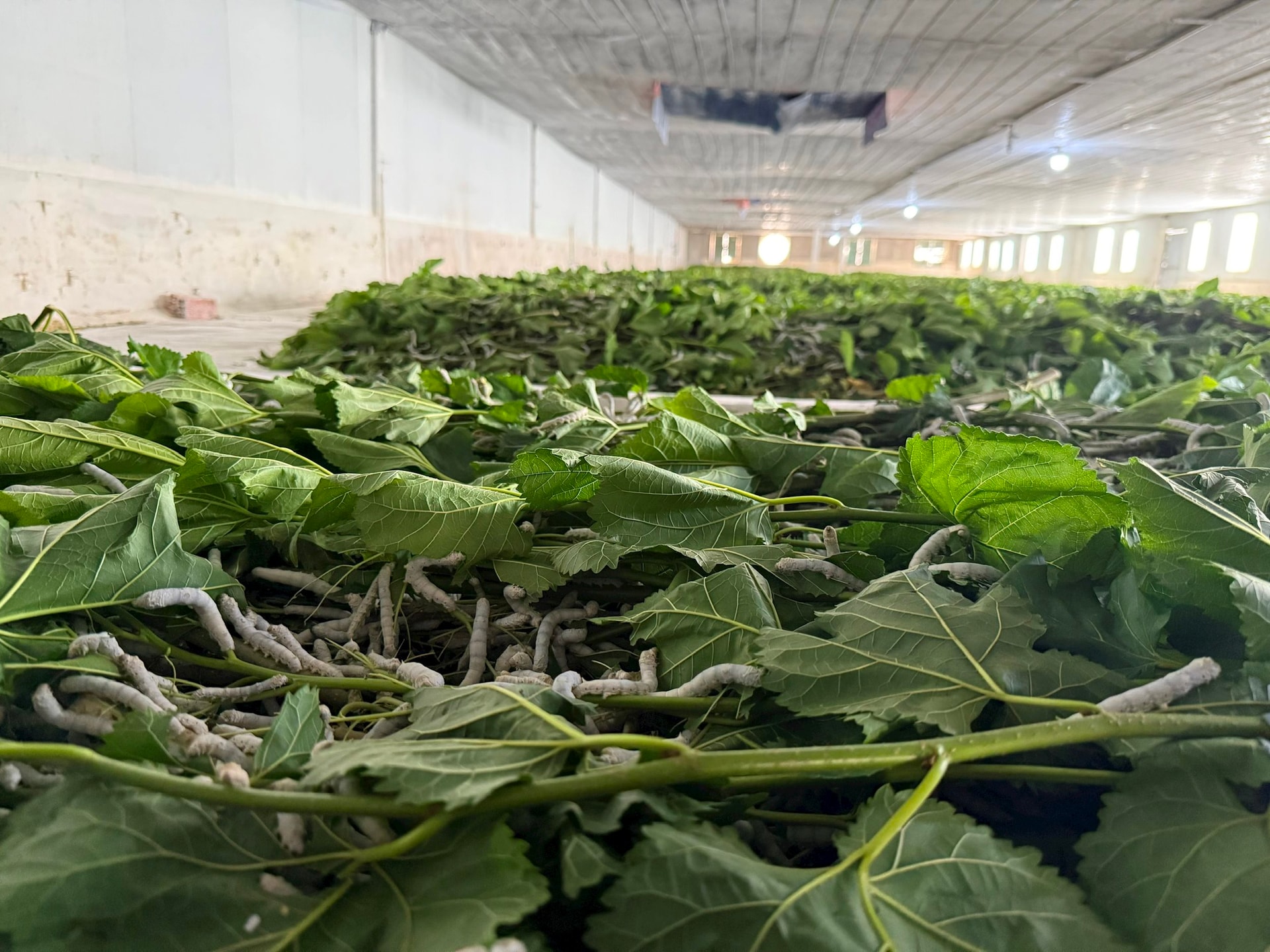 Cận cảnh bầu Đức nuôi tằm ươm tơ: Nương dâu 2.000 ha trên cao nguyên Bolaven và công thức 70 USD ‘ngon hơn tất cả các loại cây’- Ảnh 4.