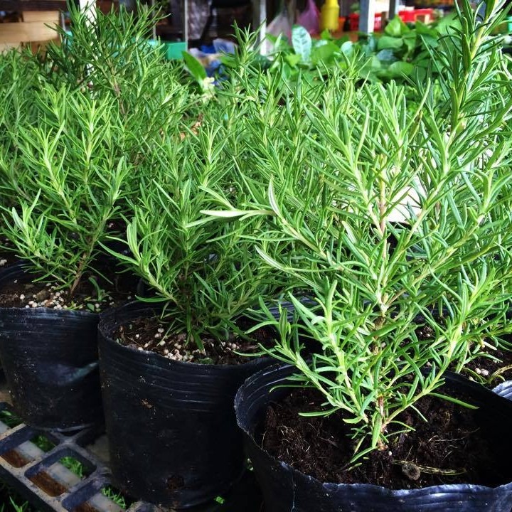 NASA gọi tên 10 loại cây lọc không khí tốt nhất trong nhà- Ảnh 3. NASA gọi tên 10 loại cây lọc không khí tốt nhất trong nhà- Ảnh 3.