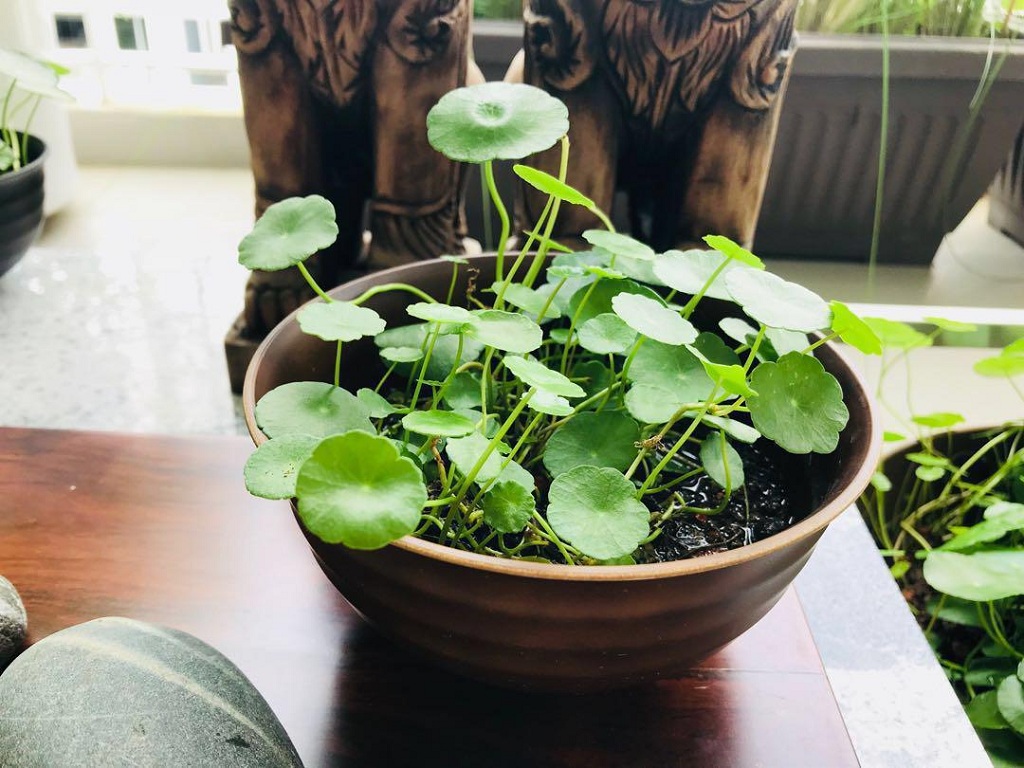 Người xưa dặn: Chỉ cần đặt 3 món này trong nhà là “mời phúc vào cửa”, tiền tài tới đều mỗi ngày- Ảnh 1. Người xưa dặn: Chỉ cần đặt 3 món này trong nhà là “mời phúc vào cửa”, tiền tài tới đều mỗi ngày- Ảnh 1.