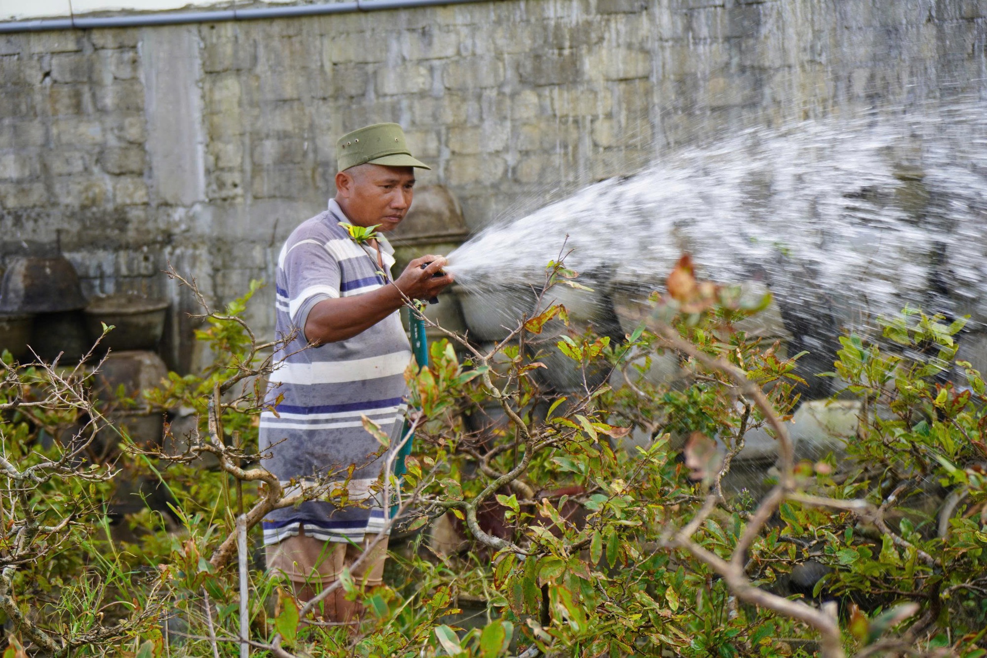 Xác xơ “thủ phủ” mai vàng miền Trung - Ảnh 4. Xác xơ “thủ phủ” mai vàng miền Trung - Ảnh 4.