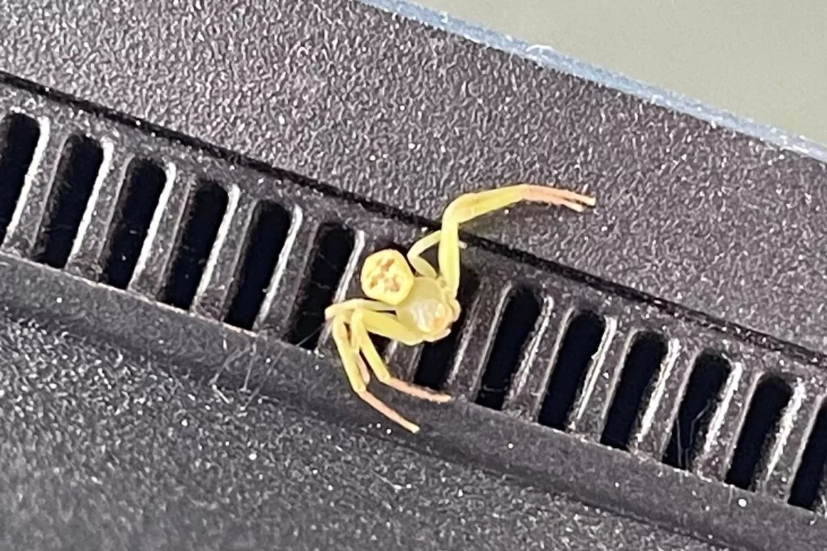 Nhện “mặt người” gây chú ý trên mạng Thái Lan - Ảnh 1.