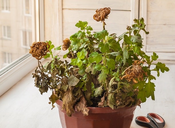 Ông bà xưa dặn: Để 3 món này trong nhà chẳng khác nào “mời vận xấu” gõ cửa mỗi ngày- Ảnh 2.