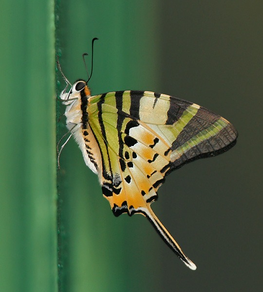 3 loài vật vào nhà mang điềm lành, lộc trời ban thì bạn chớ dại đuổi đi- Ảnh 3. 3 loài vật vào nhà mang điềm lành, lộc trời ban thì bạn chớ dại đuổi đi- Ảnh 3.