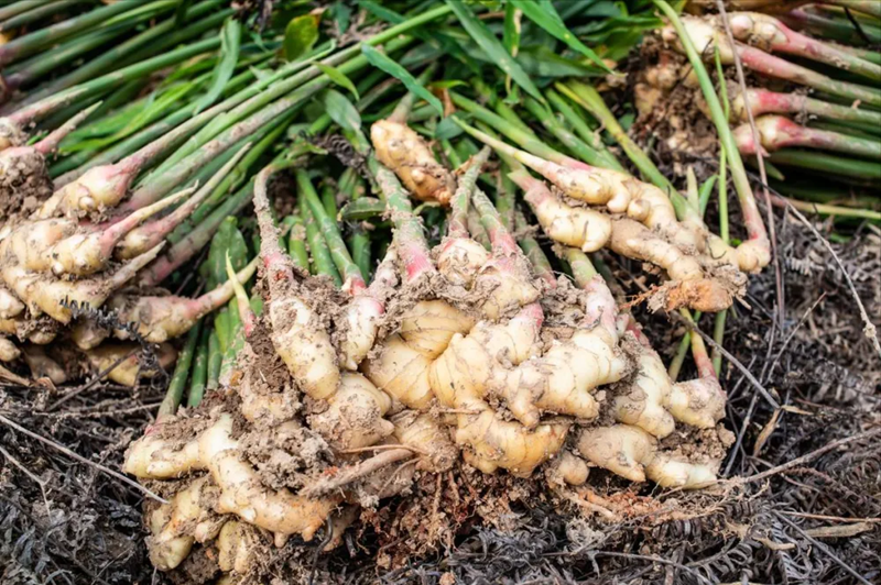 Mùa này đừng mua tùy tiện, 5 loại rau ít dinh dưỡng lại hại sức khỏe, ngay cả người bán cũng không dám ăn- Ảnh 3.