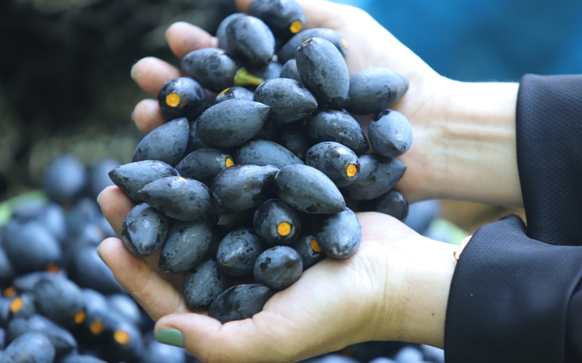 Loại quả "đen như than, đắt như thịt" nhưng nườm nượp người mua, bán đầy rẫy ở chợ Việt - Ảnh 1. Loại quả "đen như than, đắt như thịt" nhưng nườm nượp người mua, bán đầy rẫy ở chợ Việt - Ảnh 1.