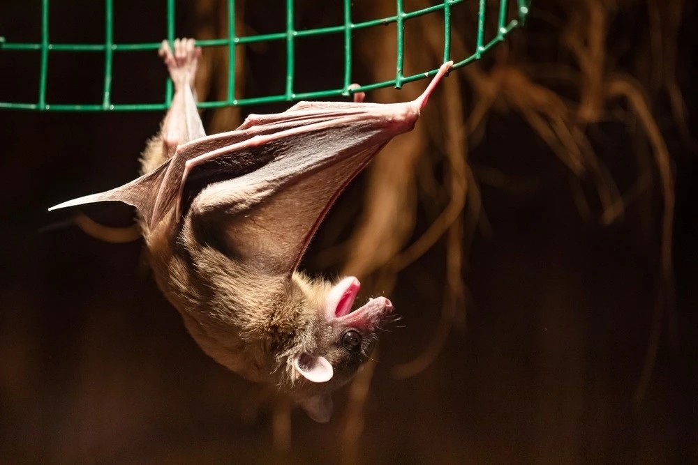 Loài virus gây tỷ lệ mất mạng đến 80% lại bùng phát