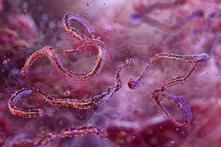 Loài virus gây tỷ lệ mất mạng đến 80% lại bùng phát