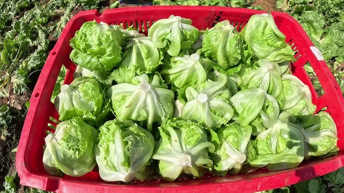 Chị bán rau ở chợ đầu mối chia sẻ: 4 loại rau tăng sốc nhất tháng này – và 4 món rẻ bằng một nửa để thay thế ngay- Ảnh 3. Chị bán rau ở chợ đầu mối chia sẻ: 4 loại rau tăng sốc nhất tháng này – và 4 món rẻ bằng một nửa để thay thế ngay- Ảnh 3.