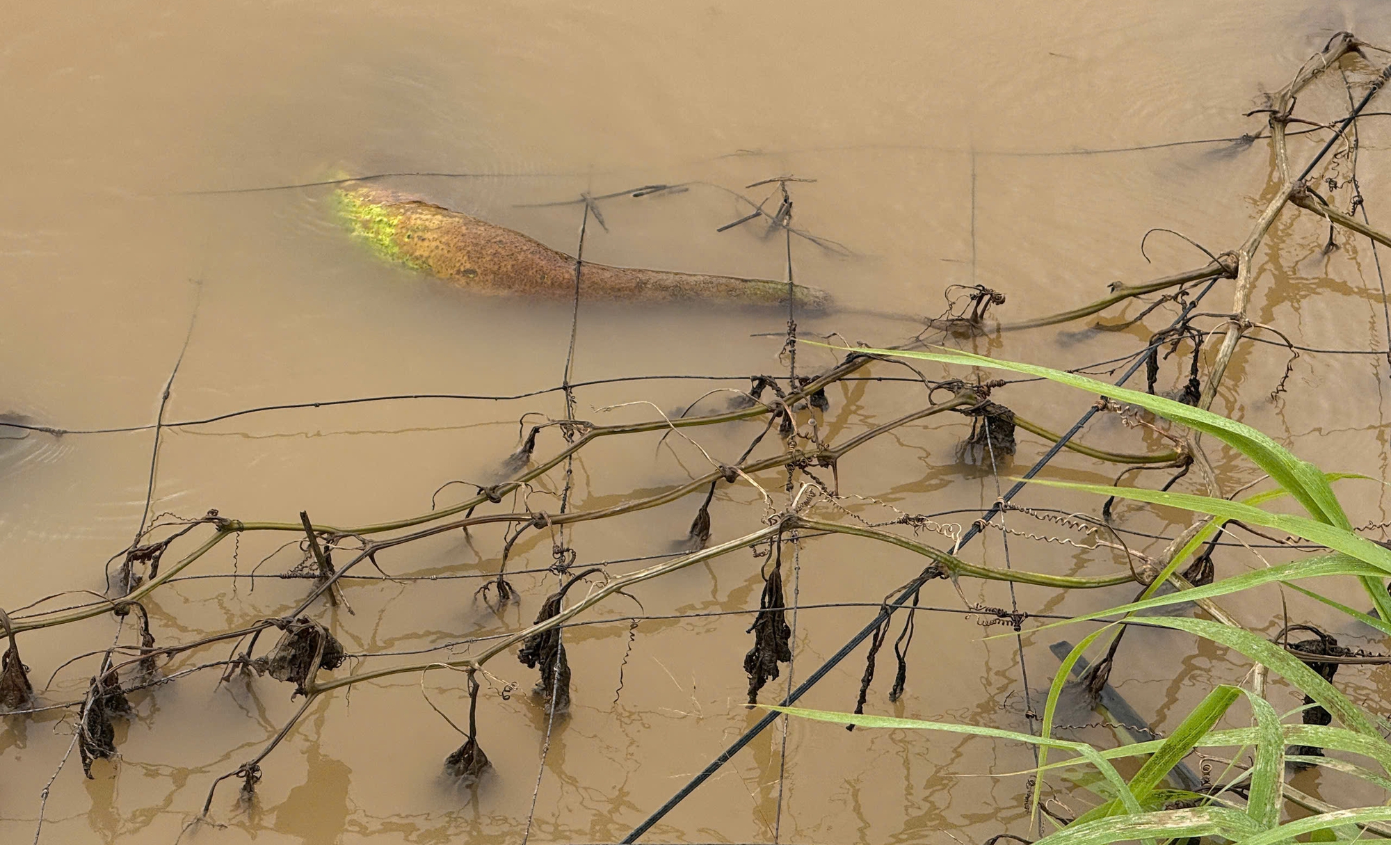 Nông dân trồng rau ở Lâm Đồng thiệt hại nặng vì ngập - Ảnh 4.