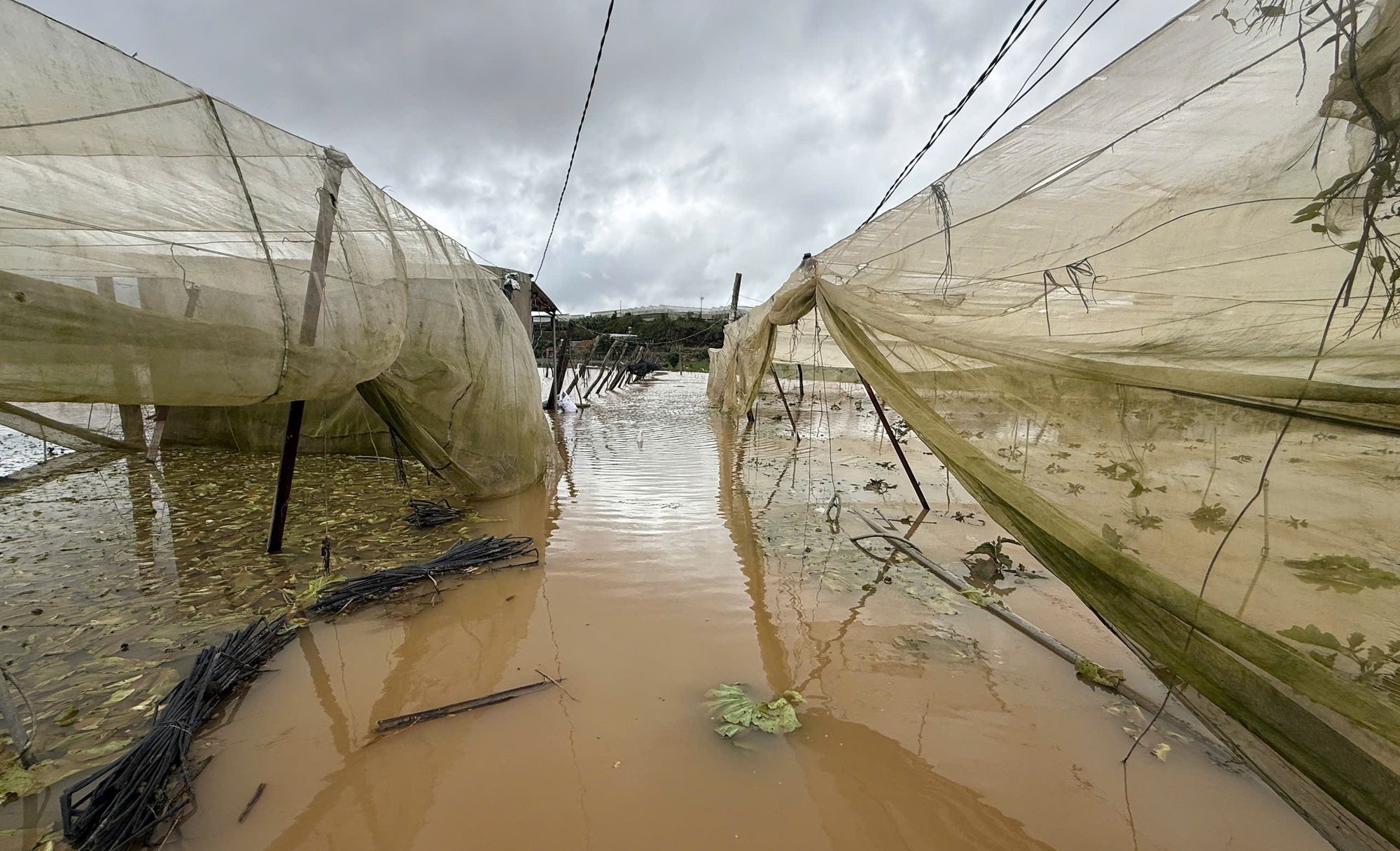 Nông dân trồng rau ở Lâm Đồng thiệt hại nặng vì ngập - Ảnh 2.