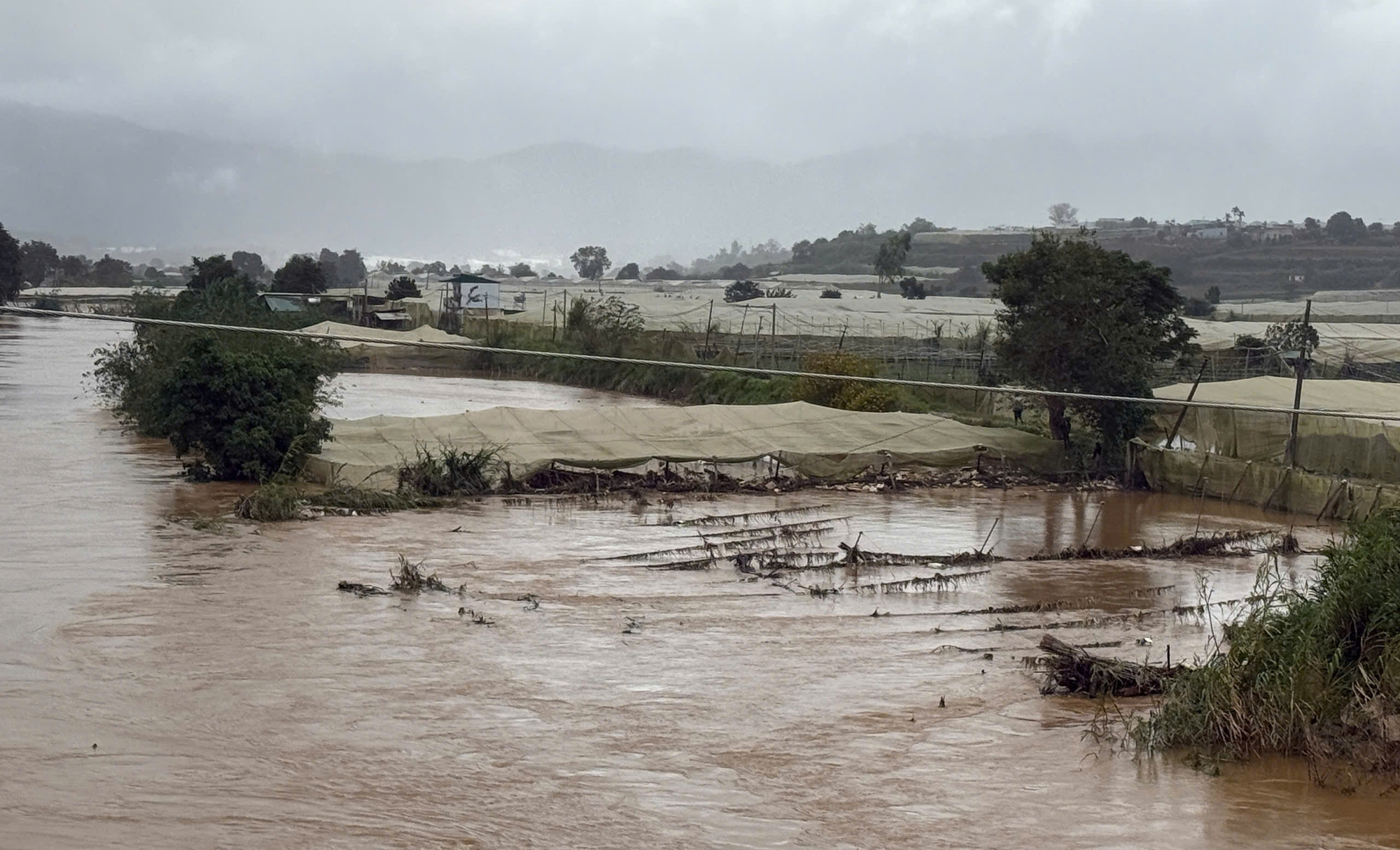 Nông dân trồng rau ở Lâm Đồng thiệt hại nặng vì ngập - Ảnh 1.