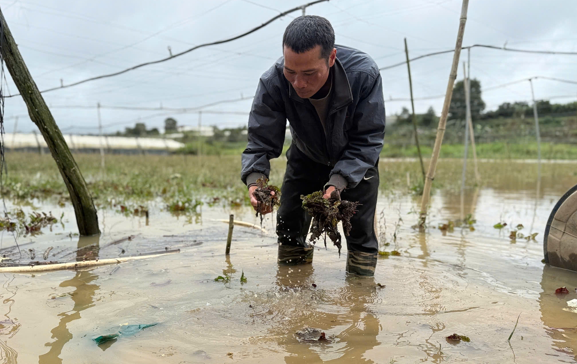 Nông dân trồng rau ở Lâm Đồng thiệt hại nặng vì ngập - Ảnh 3.