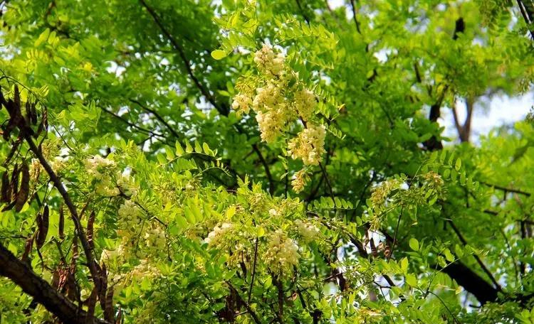 Người xưa dặn: Tránh xa 5 loại cây “âm” này vì dễ rước vận xấu vào nhà- Ảnh 1. Người xưa dặn: Tránh xa 5 loại cây “âm” này vì dễ rước vận xấu vào nhà- Ảnh 1.