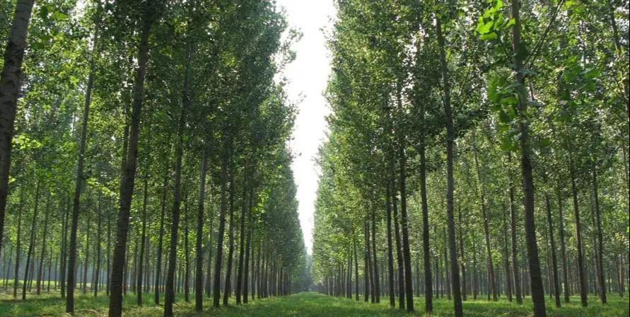 Người xưa dặn: Tránh xa 5 loại cây “âm” này vì dễ rước vận xấu vào nhà- Ảnh 2. Người xưa dặn: Tránh xa 5 loại cây “âm” này vì dễ rước vận xấu vào nhà- Ảnh 2.