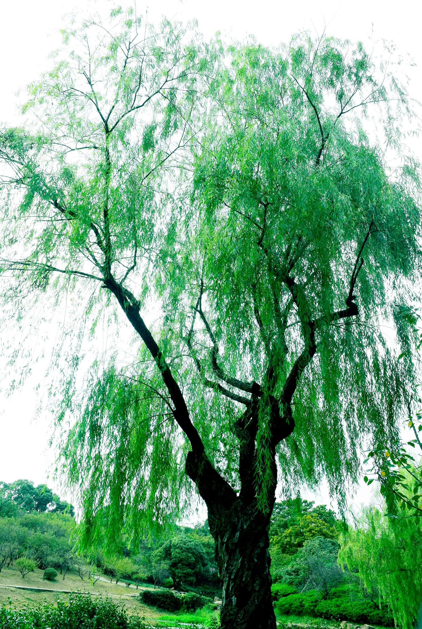 Người xưa dặn: Tránh xa 5 loại cây “âm” này vì dễ rước vận xấu vào nhà- Ảnh 3. Người xưa dặn: Tránh xa 5 loại cây “âm” này vì dễ rước vận xấu vào nhà- Ảnh 3.