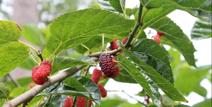 Người xưa dặn: Tránh xa 5 loại cây “âm” này vì dễ rước vận xấu vào nhà- Ảnh 4. Người xưa dặn: Tránh xa 5 loại cây “âm” này vì dễ rước vận xấu vào nhà- Ảnh 4.