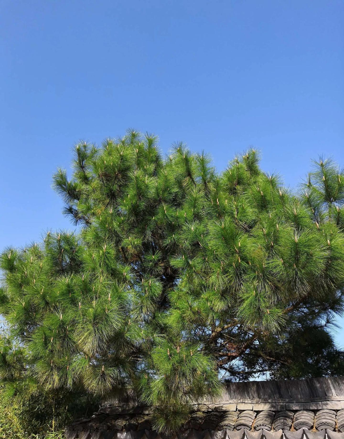 Người xưa dặn: Tránh xa 5 loại cây “âm” này vì dễ rước vận xấu vào nhà- Ảnh 5. Người xưa dặn: Tránh xa 5 loại cây “âm” này vì dễ rước vận xấu vào nhà- Ảnh 5.