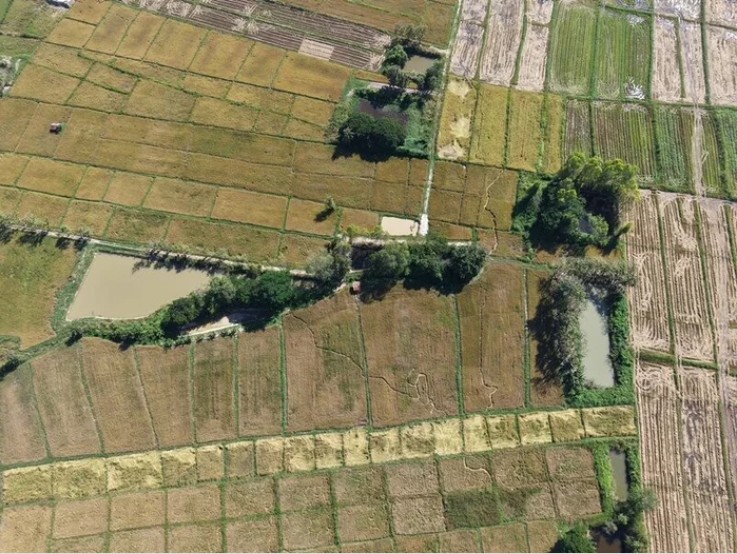 Cánh đồng gần chùa bỗng đổi dạng trong một đêm, dân làng xôn xao "chưa từng thấy bao giờ" - Ảnh 2. Cánh đồng gần chùa bỗng đổi dạng trong một đêm, dân làng xôn xao "chưa từng thấy bao giờ" - Ảnh 2.