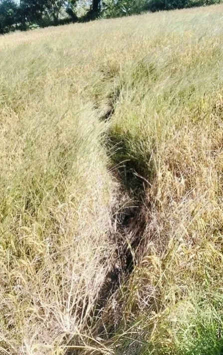 Cánh đồng gần chùa bỗng đổi dạng trong một đêm, dân làng xôn xao "chưa từng thấy bao giờ" - Ảnh 3. Cánh đồng gần chùa bỗng đổi dạng trong một đêm, dân làng xôn xao "chưa từng thấy bao giờ" - Ảnh 3.