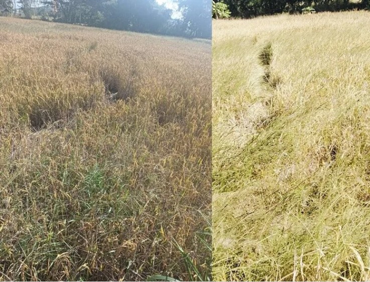 Cánh đồng gần chùa bỗng đổi dạng trong một đêm, dân làng xôn xao "chưa từng thấy bao giờ" - Ảnh 1. Cánh đồng gần chùa bỗng đổi dạng trong một đêm, dân làng xôn xao "chưa từng thấy bao giờ" - Ảnh 1.