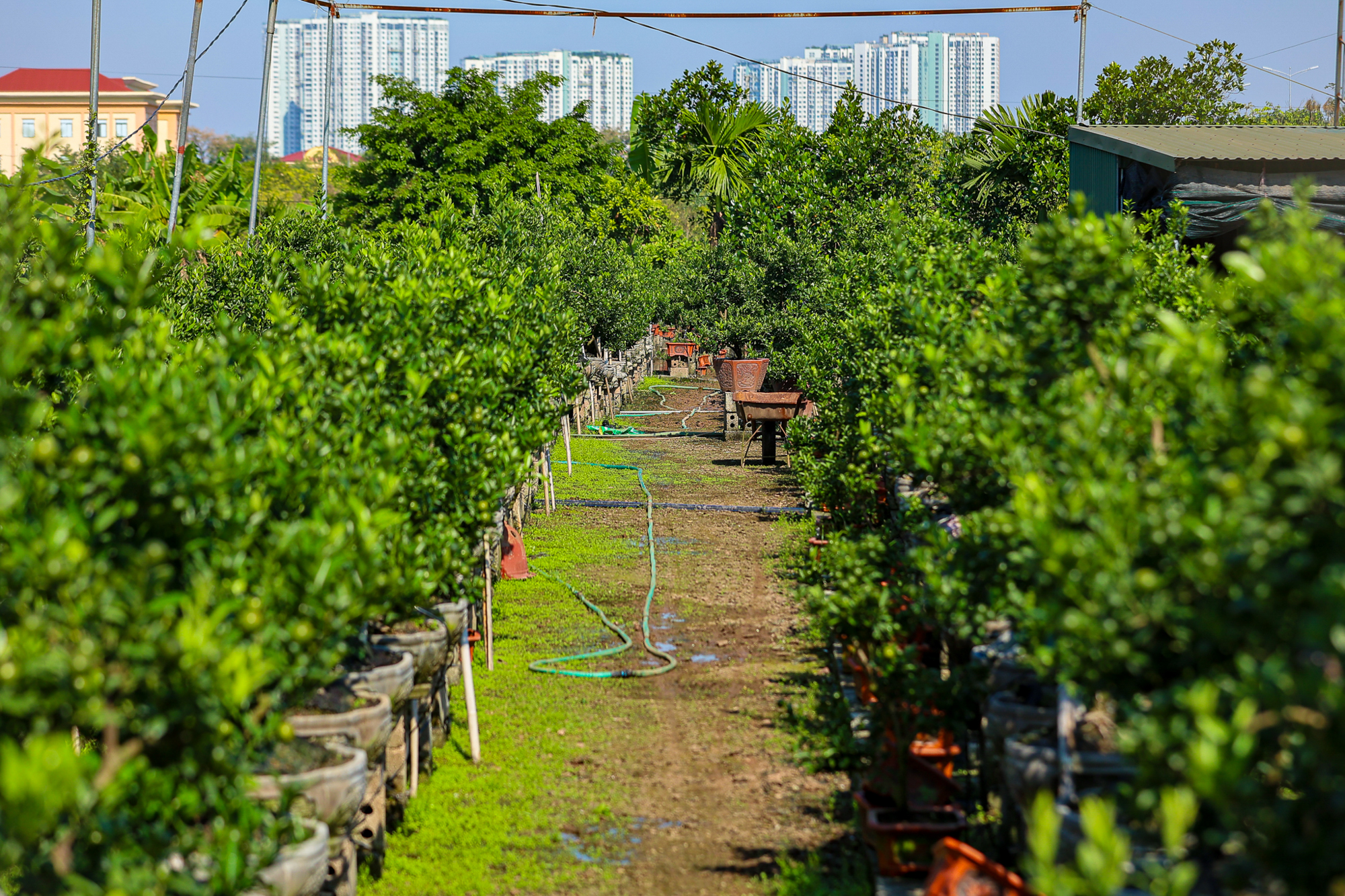 Toàn cảnh khu vực sắp xây sân vận động lớn nhất Việt Nam tại Hưng Yên: Sức chứa gấp rưỡi sân Mỹ Đình, do Vinhomes xây dựng- Ảnh 8. Toàn cảnh khu vực sắp xây sân vận động lớn nhất Việt Nam tại Hưng Yên: Sức chứa gấp rưỡi sân Mỹ Đình, do Vinhomes xây dựng- Ảnh 8.