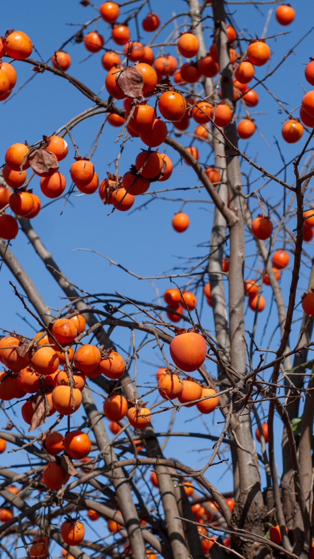Ông bà dặn con cháu: Trông sân biết lộc, nhìn ngõ rõ phúc - Sân nhà có 5 cây này, cả năm chẳng lo nghèo- Ảnh 4. Ông bà dặn con cháu: Trông sân biết lộc, nhìn ngõ rõ phúc - Sân nhà có 5 cây này, cả năm chẳng lo nghèo- Ảnh 4.
