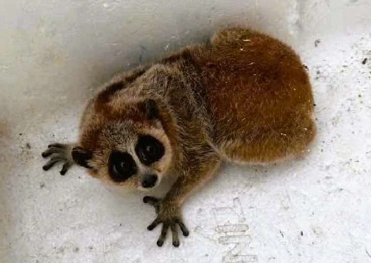 Nghe tiếng động lạ, người dân Thanh Hóa phát hiện loài vật quý hiếm sắp tuyệt chủng: Tưởng vô hại nhưng cực nguy hiểm, quyết định báo cảnh sát ngay - Ảnh 1.