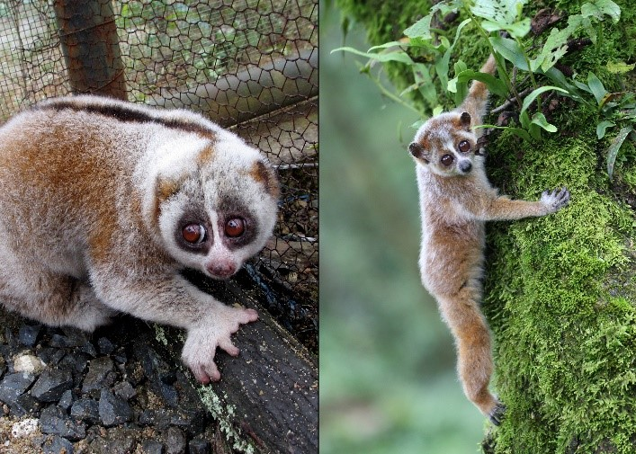 Nghe tiếng động lạ, người dân Thanh Hóa phát hiện loài vật quý hiếm sắp tuyệt chủng: Tưởng vô hại nhưng cực nguy hiểm, quyết định báo cảnh sát ngay - Ảnh 2.