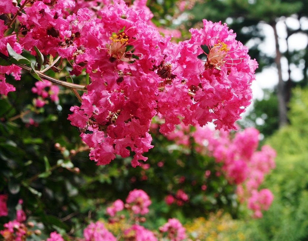 Loại cây là biểu tượng của thịnh vượng và bình an: Trồng một cây trong nhà, có được nhiều vị thuốc- Ảnh 2. Loại cây là biểu tượng của thịnh vượng và bình an: Trồng một cây trong nhà, có được nhiều vị thuốc- Ảnh 2.