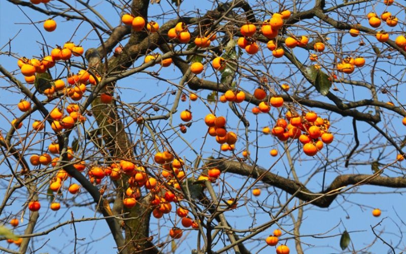 Trồng 5 cây trong nhà, gia chủ đắc tài đắc lộc, con cháu không lo nghèo khó- Ảnh 4.