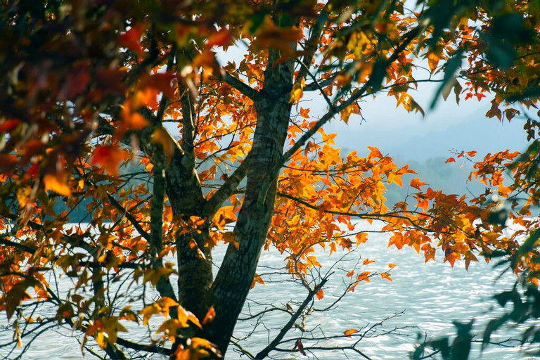 Không phải Hàn Quốc, Nhật Bản, đây là rừng phong ở Việt Nam: Du khách nhận xét "Chẳng cần đi nước ngoài" - Ảnh 4. Không phải Hàn Quốc, Nhật Bản, đây là rừng phong ở Việt Nam: Du khách nhận xét "Chẳng cần đi nước ngoài" - Ảnh 4.