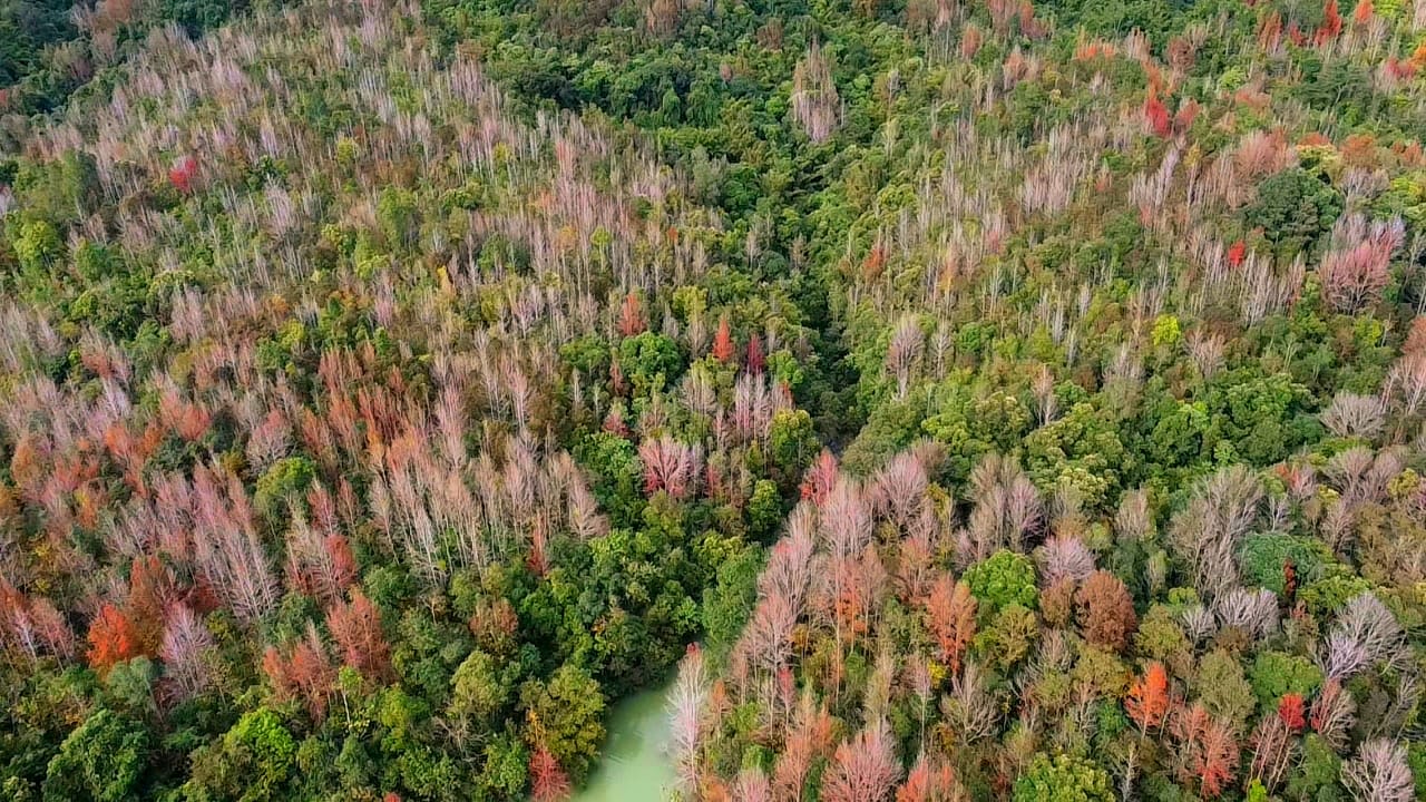 Không phải Hàn Quốc, Nhật Bản, đây là rừng phong ở Việt Nam: Du khách nhận xét "Chẳng cần đi nước ngoài" - Ảnh 1. Không phải Hàn Quốc, Nhật Bản, đây là rừng phong ở Việt Nam: Du khách nhận xét "Chẳng cần đi nước ngoài" - Ảnh 1.