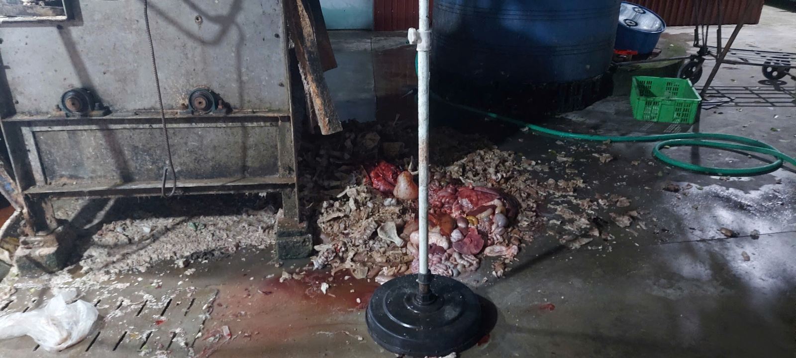 Bị khởi tố vì giết mổ lợn bệnh và bảo quản thịt nhiễm dịch tả lợn Châu Phi - Ảnh 2. Bị khởi tố vì giết mổ lợn bệnh và bảo quản thịt nhiễm dịch tả lợn Châu Phi - Ảnh 2.