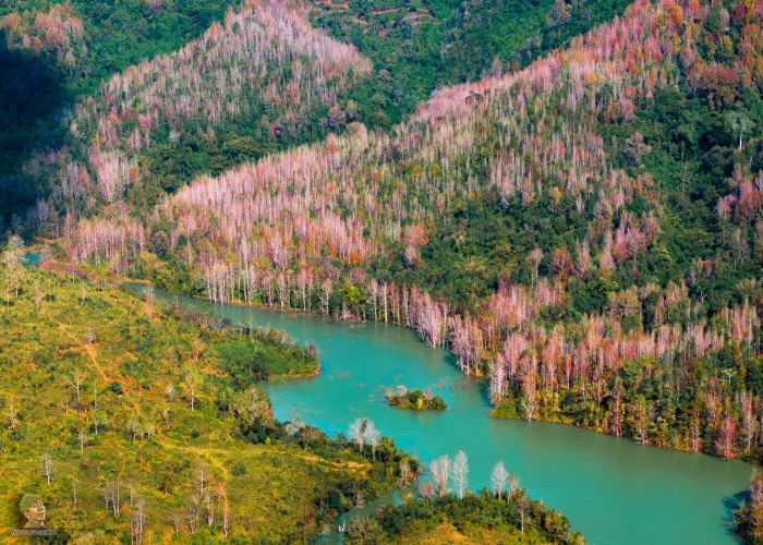 Không phải Hàn Quốc, Nhật Bản, đây là rừng phong ở Việt Nam: Du khách nhận xét "Chẳng cần đi nước ngoài" - Ảnh 2. Không phải Hàn Quốc, Nhật Bản, đây là rừng phong ở Việt Nam: Du khách nhận xét "Chẳng cần đi nước ngoài" - Ảnh 2.