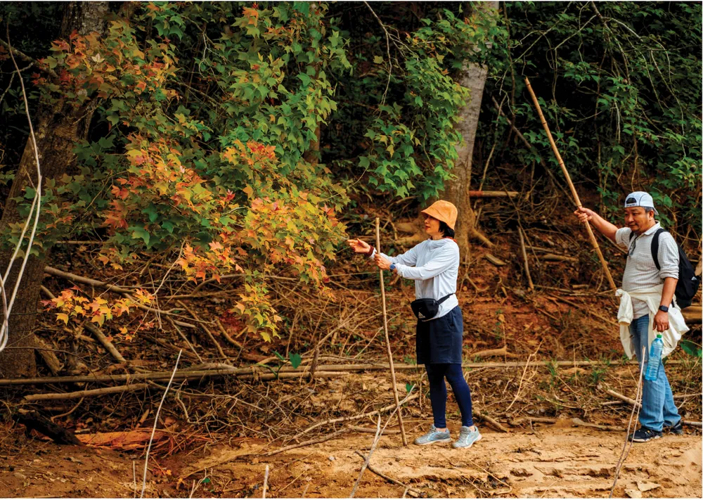 Không phải Hàn Quốc, Nhật Bản, đây là rừng phong ở Việt Nam: Du khách nhận xét "Chẳng cần đi nước ngoài" - Ảnh 9. Không phải Hàn Quốc, Nhật Bản, đây là rừng phong ở Việt Nam: Du khách nhận xét "Chẳng cần đi nước ngoài" - Ảnh 9.