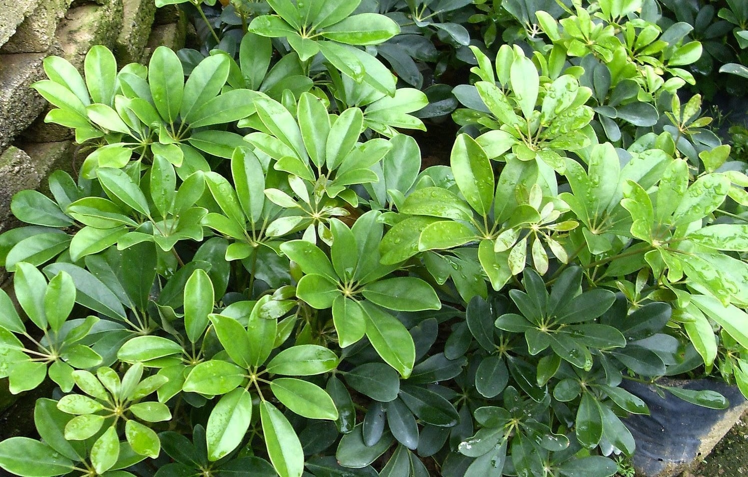 Loại cây "hút" tài lộc và phú quý: Trồng 1 cây trong nhà, vừa đuổi muỗi, vừa làm thuốc chữa bệnh- Ảnh 1. Loại cây "hút" tài lộc và phú quý: Trồng 1 cây trong nhà, vừa đuổi muỗi, vừa làm thuốc chữa bệnh- Ảnh 1.