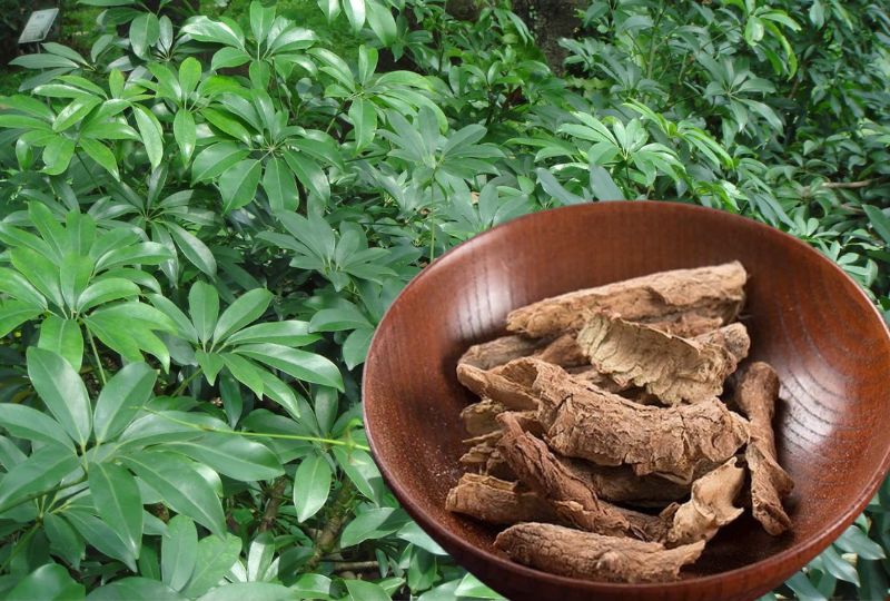 Loại cây "hút" tài lộc và phú quý: Trồng 1 cây trong nhà, vừa đuổi muỗi, vừa làm thuốc chữa bệnh- Ảnh 4. Loại cây "hút" tài lộc và phú quý: Trồng 1 cây trong nhà, vừa đuổi muỗi, vừa làm thuốc chữa bệnh- Ảnh 4.