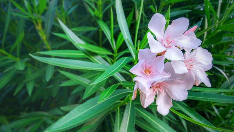 Đặt 3 loại cây lá mềm trước cửa là “mời xui vào nhà”, càng để lâu càng hao tài- Ảnh 2. Đặt 3 loại cây lá mềm trước cửa là “mời xui vào nhà”, càng để lâu càng hao tài- Ảnh 2.