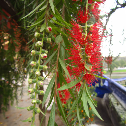 Đặt 3 loại cây lá mềm trước cửa là “mời xui vào nhà”, càng để lâu càng hao tài- Ảnh 1. Đặt 3 loại cây lá mềm trước cửa là “mời xui vào nhà”, càng để lâu càng hao tài- Ảnh 1.