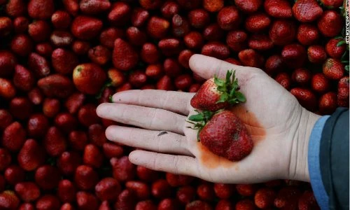 Loại quả “ngậm thuốc trừ sâu” nhiều nhất, có cho cũng đừng ăn - Ảnh 1.